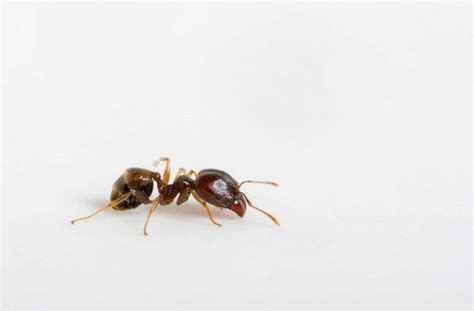 Ant Facts, Types, Identification, Habitat, Diet, Adaptations | Granja de hormigas, Hormigas