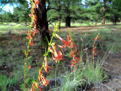 Summer Wildflowers near Old Caves Crater | Arizona skyrocket… | Flickr