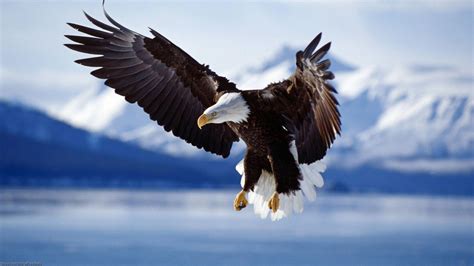 Bald Eagle Wallpapers - Wallpaper Cave