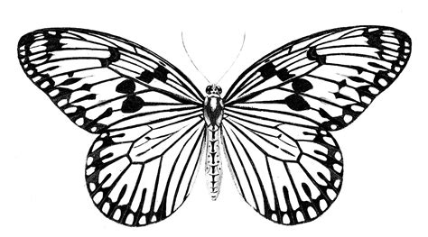 Black And White Clipart Of Butterflies