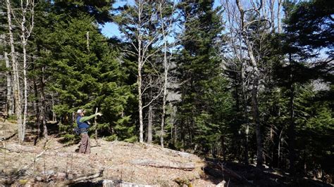 Conifer Habitat Restoration Benefits Birds - Southern Appalachian ...