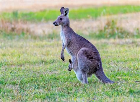 Eastern Grey Kangaroo Free Stock Photo - Public Domain Pictures