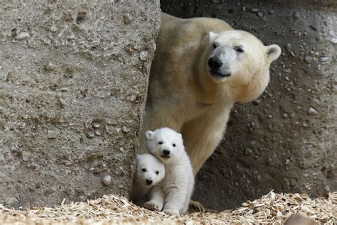 Mother's Day 2014: Mom and Baby Animals Photos to Celebrate | Time