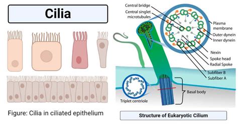 What Is The Function Of Cilia - Neco