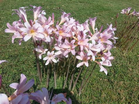 Pink Surprise Lily 5 Large Bulbs Lycoris Squamigera by KountryKoi