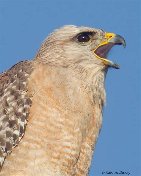 Red-shouldered-Hawk-(FL-Race)Calling-Don Mullaney – Audubon Everglades