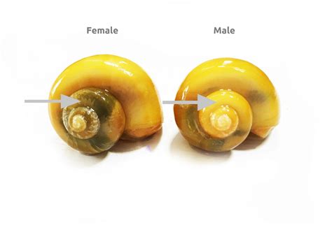 How to Breed Mystery Snails in 5 Easy Steps (Vet Reviewed) | Hepper | Aquarium snails, Apple ...