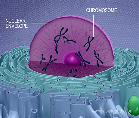 Eukaryotic Cells