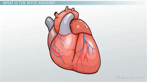 Myocardium | Definition, Location & Structure - Lesson | Study.com