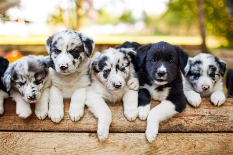 border collie puppies - Pets Training and Boarding