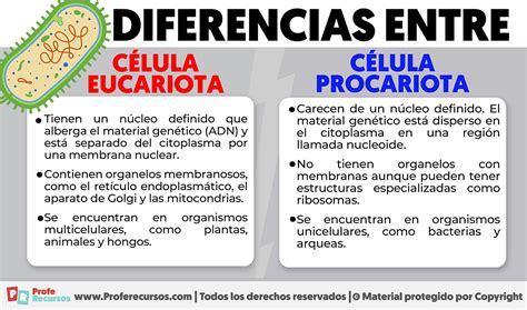 Diferencias entre celula eucariota y procariota