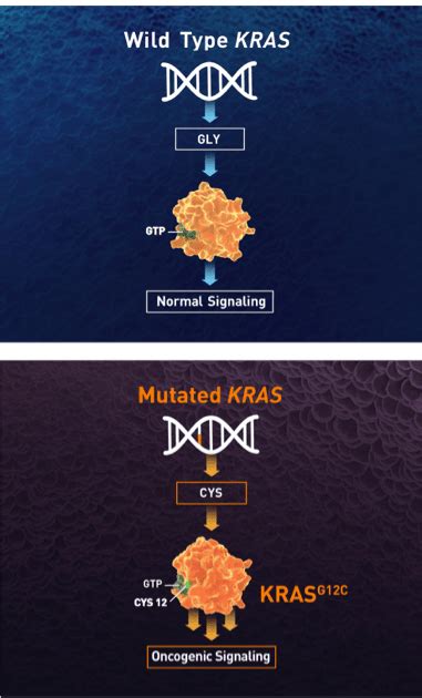 KRAS G12C Inhibition in Non-Small Cell Lung Cancer