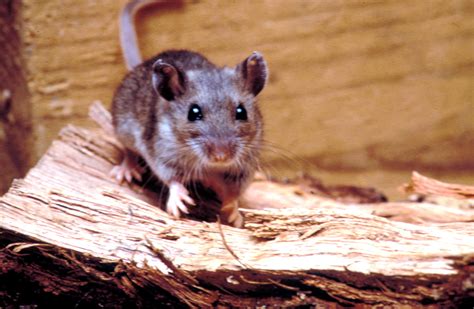 Free picture: rodent, deer, mouse, peromyscus, maniculatus