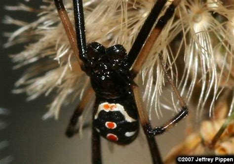 Black Widow (Latrodectus sp)