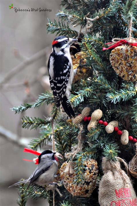 Rebecca's Bird Gardens Blog: A Christmas Tree for the Birds!