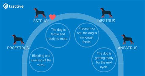 Dog in heat? Here’s everything you need to know. - Tractive Blog | Dog in heat, Dog heat cycle ...