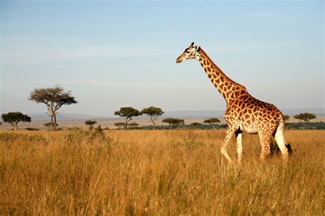 2000x1333 / Savannah, Giraffe, Wildlife, Landscape wallpaper ...