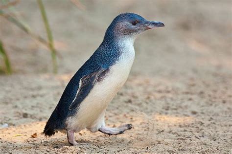 10 Interesting Facts about Fairy Penguins – Facts and Fun