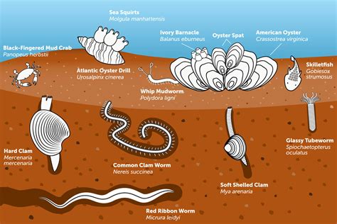 Life at the Bottom | Chesapeake Bay Program