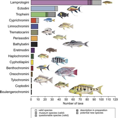 Taxonomic diversity of Lake Tanganyika cichlids - The Cichlid Stage