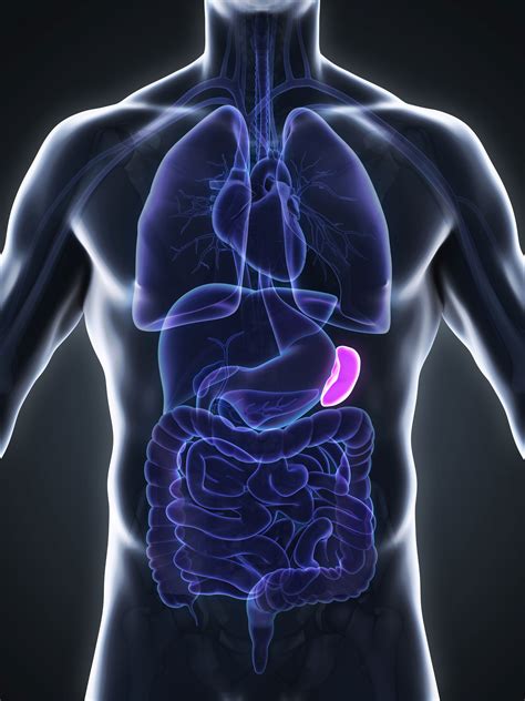 Spleen Diagram Anatomy