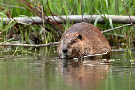 Could beavers be the next climate heroes? - ABC News