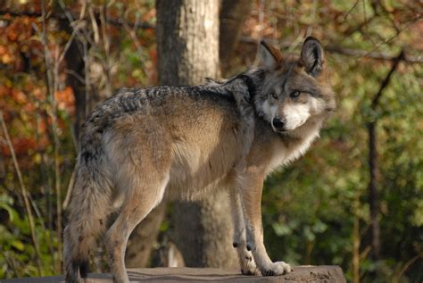 Mexican Wolf (Canis lupus baileyi) | Mexican wolves are shag… | Flickr