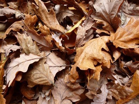 Free Image of Background of dead brown autumn leaves | Freebie.Photography