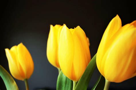 Tulip Flower Meaning, Symbolism, and Cultural Significance - Petal Republic