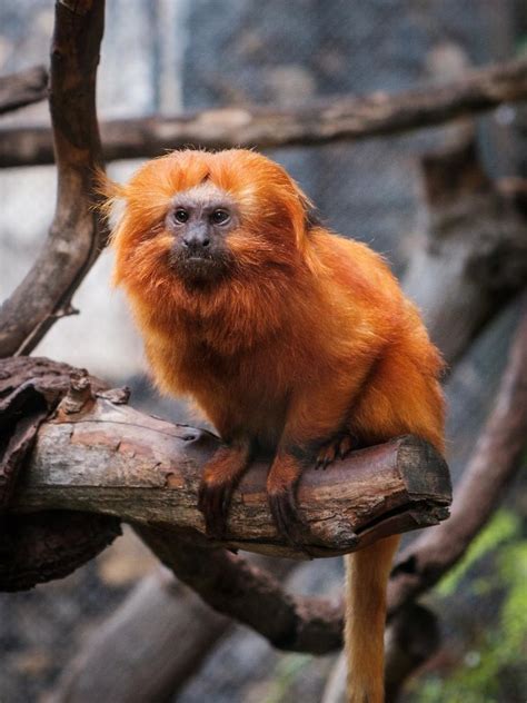 De macaco careca a perereca fluorescente: animais que só existem no Brasil