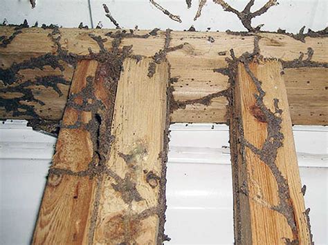 What To Do When You Find Termite Mud Tubes In House? – Chem Free