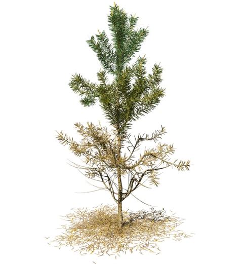 Scots Pine Seedling – SpeedTree