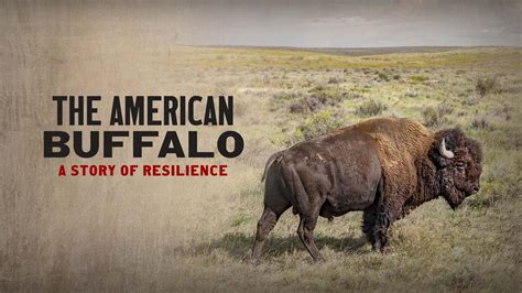 The American Buffalo: A Story of Resilience | The American Buffalo ...