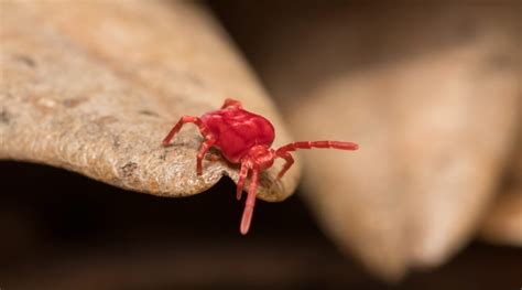 Red Bugs on Concrete: A Complete Guide to Clover Mites