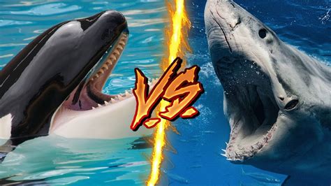 Great White Shark Vs Killer Whale Who Would Win