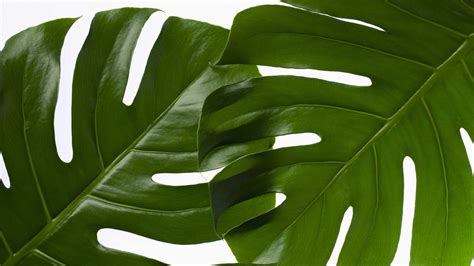 Free photo: Green Leaf Plant - Botanic, Growth, Texture - Free Download ...