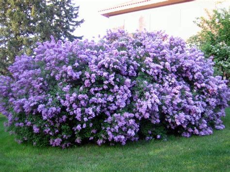 The 25+ best Lilac bushes ideas on Pinterest | Prune lilac bush, Lilac ...