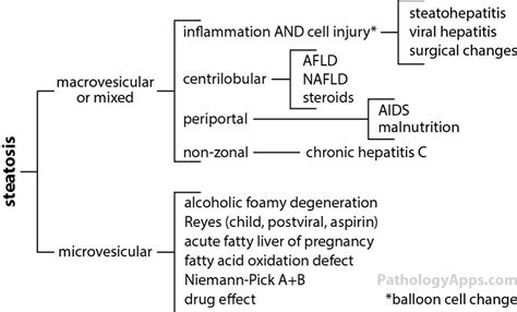 fatty liver disease pathology