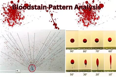 Bloodstain Pattern Analysis: Unraveling Crime Scene Mysteries