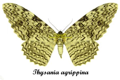 Thysania agrippina