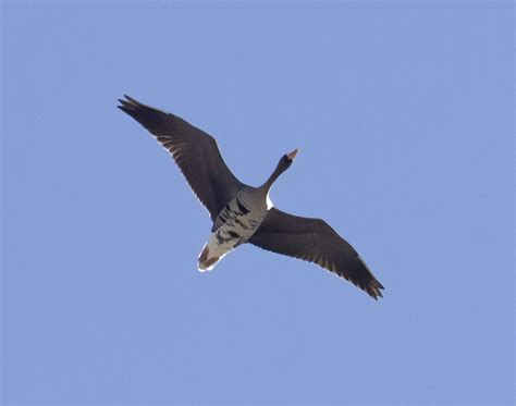 Greater White-fronted Goose - Fontenelle Forest Nature Search ...