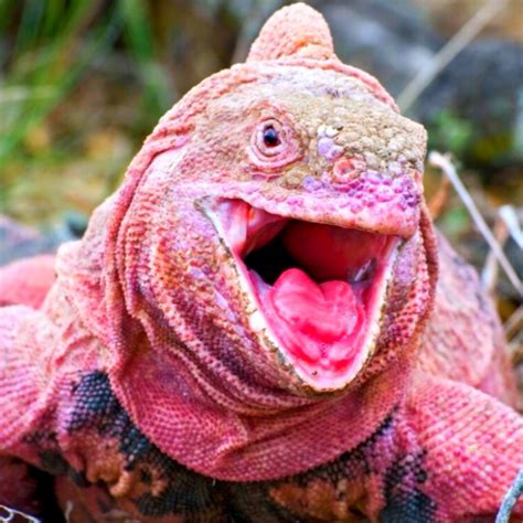 The Galapagos Pink Land Iguana | Iguana, Galapagos, Endangered species