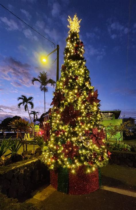 Aloha Friday Photo: O' Kona Christmas Tree - Go Visit Hawaii