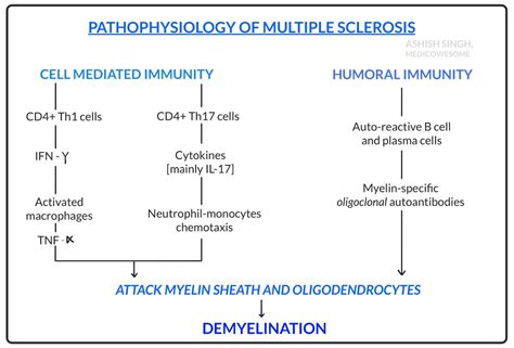 Pathogenesis Of Multiple Sclerosis