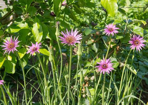 Salsify: Best Varieties, Growing Guide, Care, Problems and Harvest