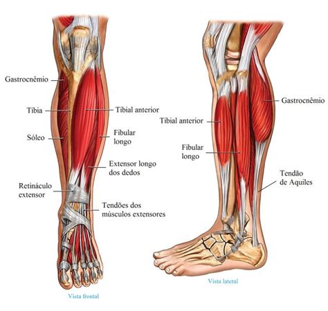 Músculos da Perna, Coxa e pé | Anterior, Lateral e Posterior