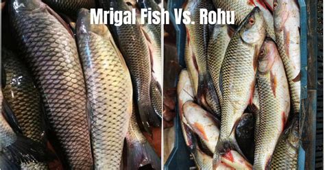 Mrigal Fish vs Rohu Fish: Comparison of Taste, Nutrition and Cooking ...