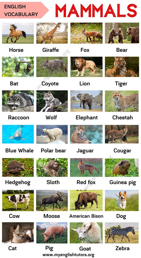 Mammals: List of Mammal Names in English with ESL Picture! – My English ...