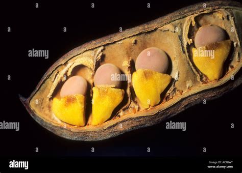 Seeds of weeping boerbean tree (Schotia brachypetala) in pod ...