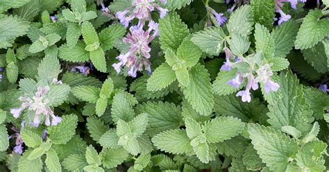 Catnip Growing & Care Guide - The Garden Magazine